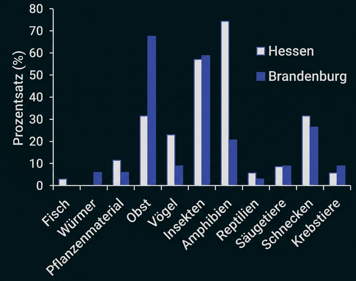 Balkendiagramm: Prozentanteile verschiedener Beutetypen in Hessen (weiß) und Brandenburg (schwarz)
